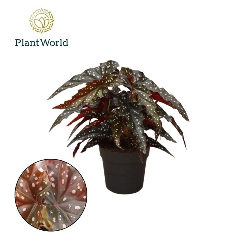 Begonia (Black Forest) 14/30cm