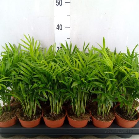 Chamaedorea Elegans- Gyompálma 9/30cm