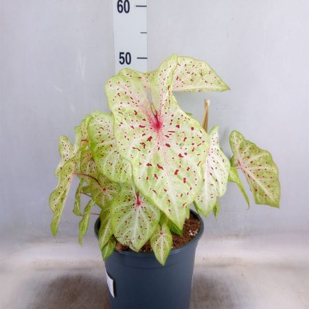 Caladium Bicolor- Szobanövény (Miss Muffet) 14/45cm