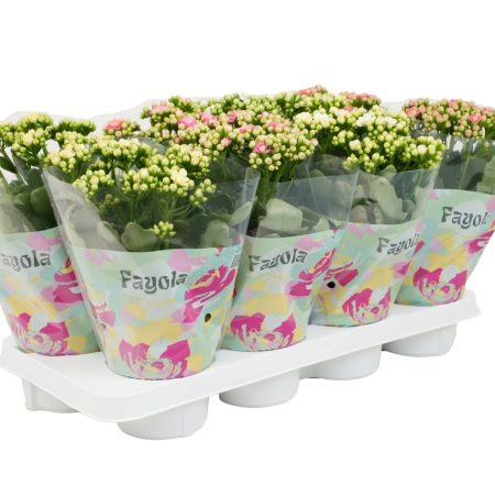 Kalanchoe- Korallvirág (Rosebud 4 Color Mix) 12/30cm