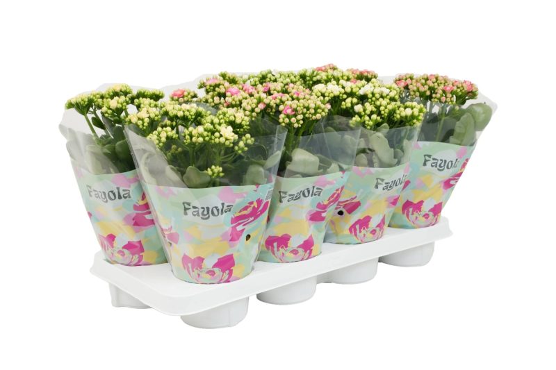 Kalanchoe- Korallvirág (Rosebud 4 Color Mix) 12/30cm