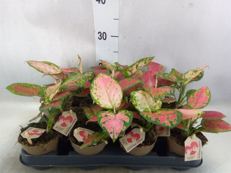 Aglaonema- Rákvirág (Red Dragon) 12/25cm