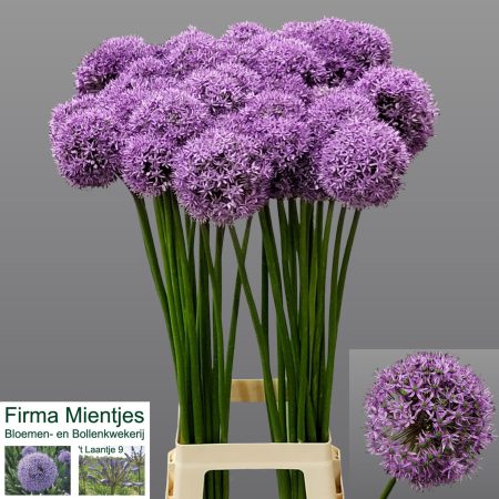 Allium- Díszhagyma (Gladiator) 90cm