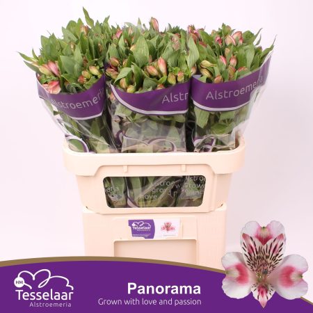 Alstroemeria (Panorama)- Rózsaszín/fehér 75cm/55g