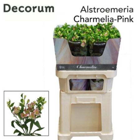 Alstroemeria (Charmelia Pink)- Rózsaszín 75cm