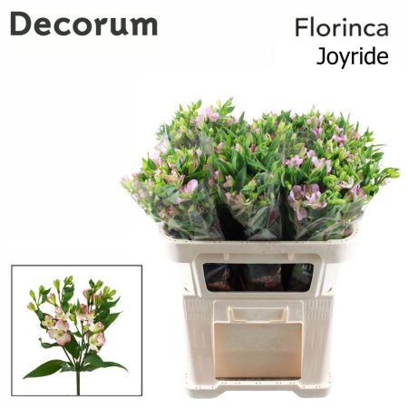 Alstroemeria (Joy Ride) 70cm