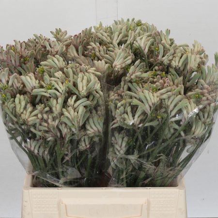 Anigozanthos- Kengurumancs 40cm