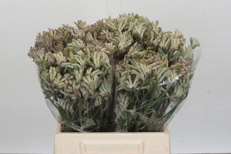 Anigozanthos- Kengurumancs 40cm