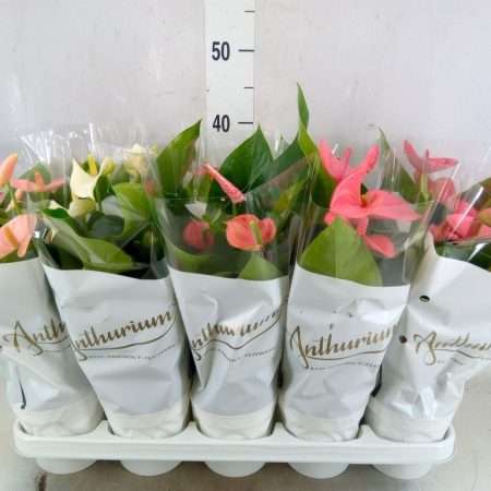 Anthurium- Flamingó (4 Mix) 12/40cm