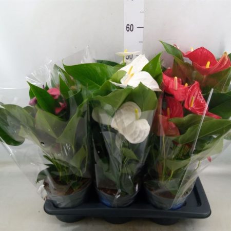 Anthurium- Flamingó (Mix) 14/50cm