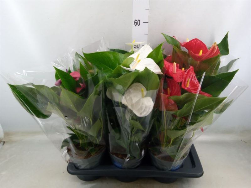 Anthurium- Flamingó (Mix) 14/50cm