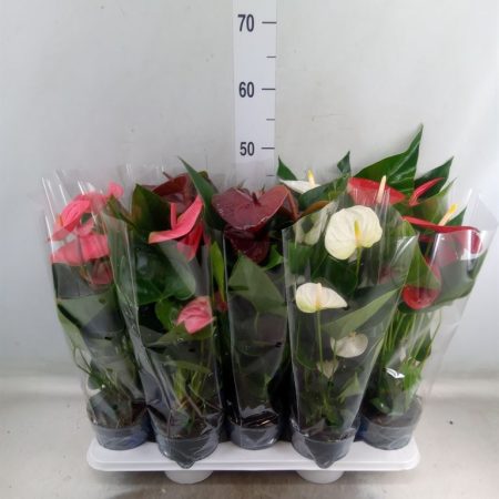 Anthurium- Flamingó (Mix) 12/43cm