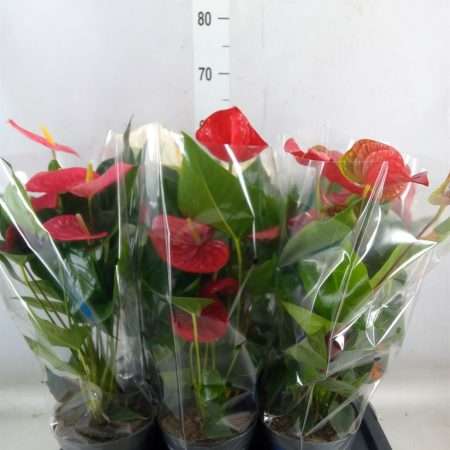 Anthurium- Flamingó (Mix) 14/50cm