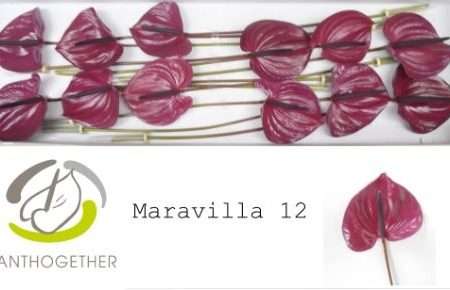 Lila Anthurium- Flamingó (Maravilla)