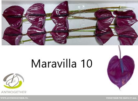 Sötét Lila Anthurium- Flamingó (Maravilla)