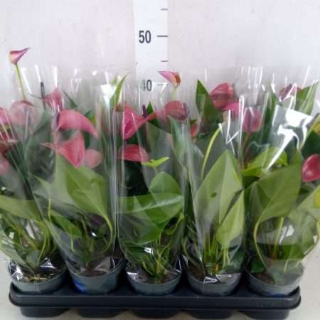 Anthurium- Flamingó (Pure Purple) 12/43cm