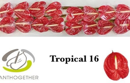 Anthurium- Flamingó (Tropical)