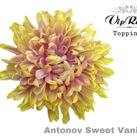 Sárga/Rózsaszín Krizantém (Antonov Sweet Vanilla) 65cm