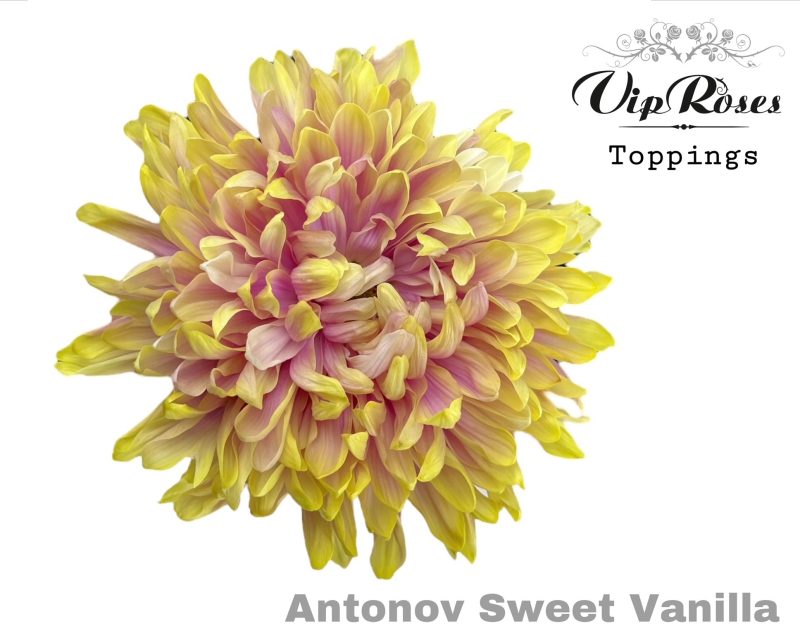 Sárga/Rózsaszín Krizantém (Antonov Sweet Vanilla) 65cm
