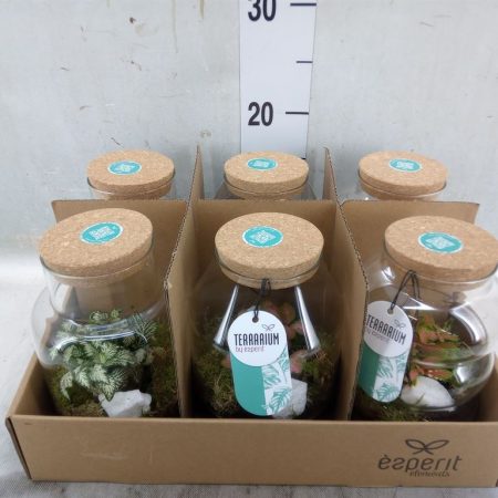 Arrangements (Terrarium)