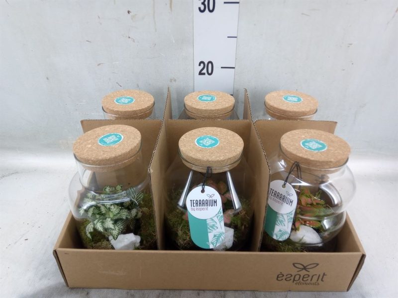 Arrangements (Terrarium)