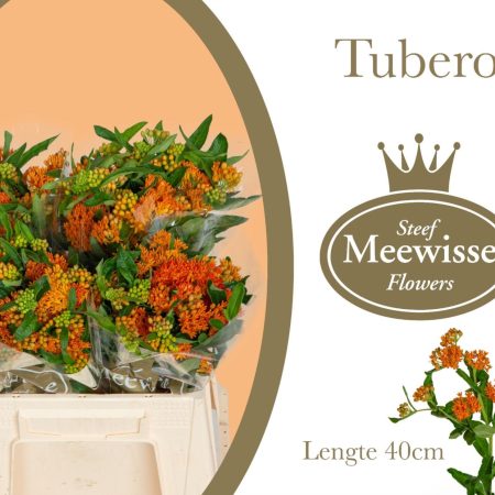 Asclepias Incarnata- Selyemkóró (Orange) 40cm