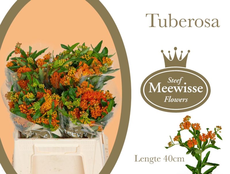 Asclepias Incarnata- Selyemkóró (Orange) 40cm
