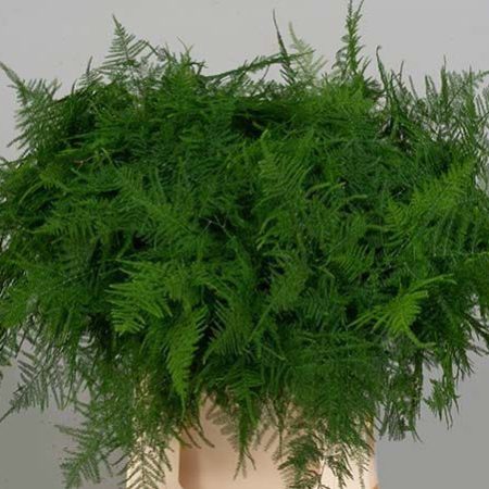 Aszparágusz (Setaceus) 45cm