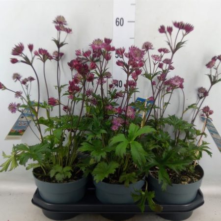 Astrantia major 19/40cm