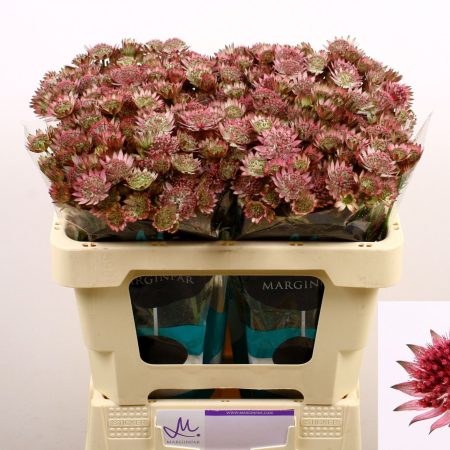Astrantia (Roma)- Rózsaszín 50cm