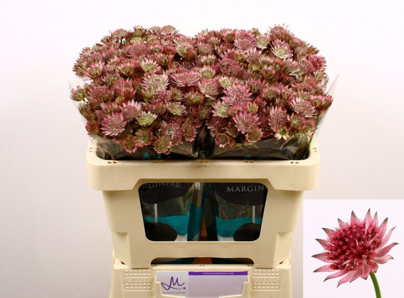 Astrantia (Roma)- Rózsaszín 50cm