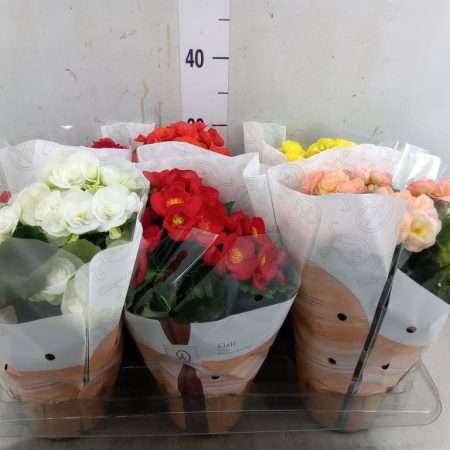 Begonia (DU Mix) 14/31cm