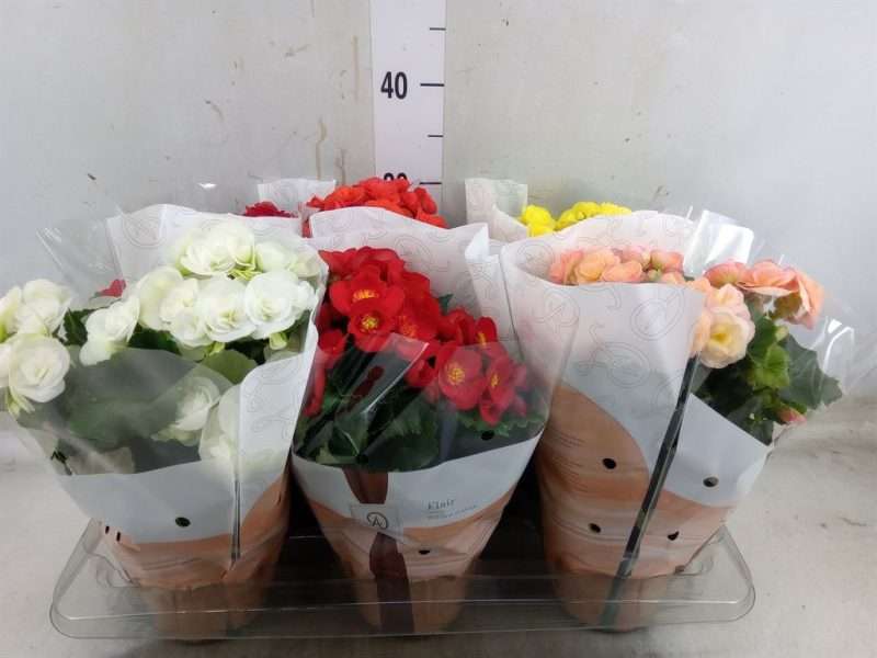 Begonia (DU Mix) 14/31cm