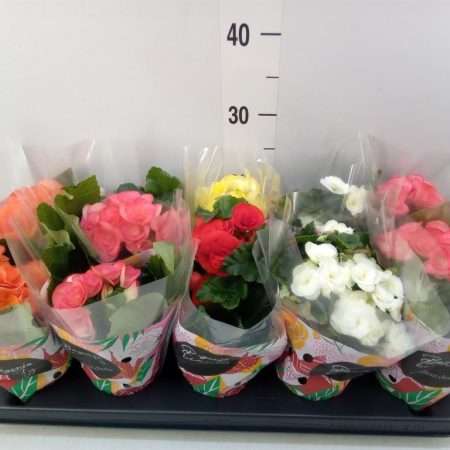 Begonia (DU Mix) 9/22cm