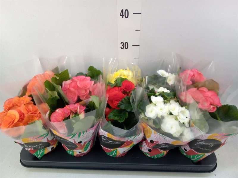 Begonia (DU Mix) 9/22cm
