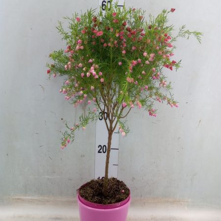 Boronia heterophylla- Cserjevirág 13/50cm