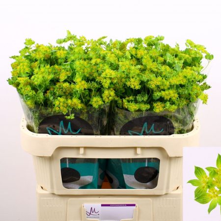 Bupleurum Rotundifoliu- Buvákfű 70cm
