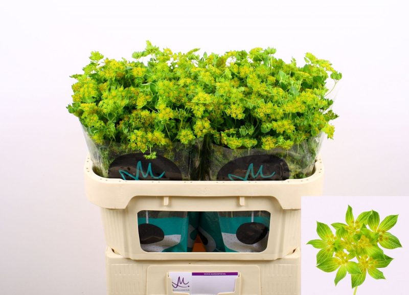 Bupleurum Rotundifoliu- Buvákfű 70cm