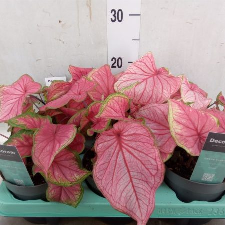 Caladium Bicolor- Szobanövény (Pink Beauty) 13/20cm