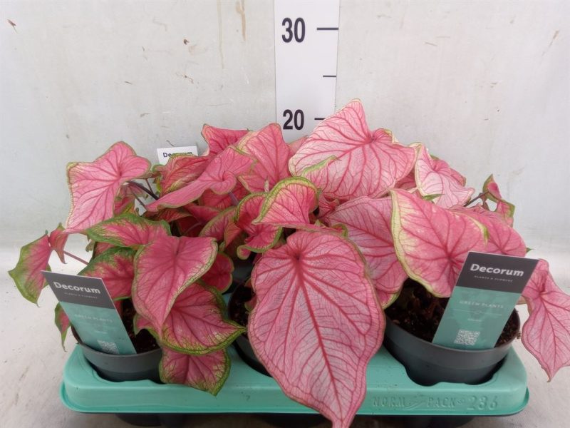 Caladium Bicolor- Szobanövény (Pink Beauty) 13/20cm