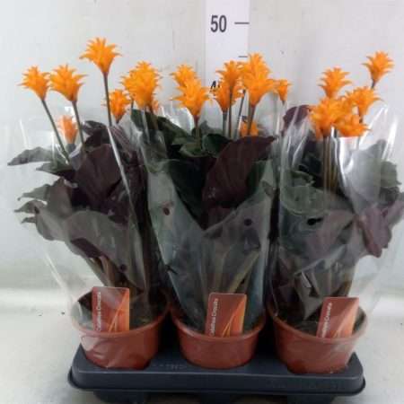 Calathea Croata- Sáfrányos Zebralevél (Tassmania) 14/40cm