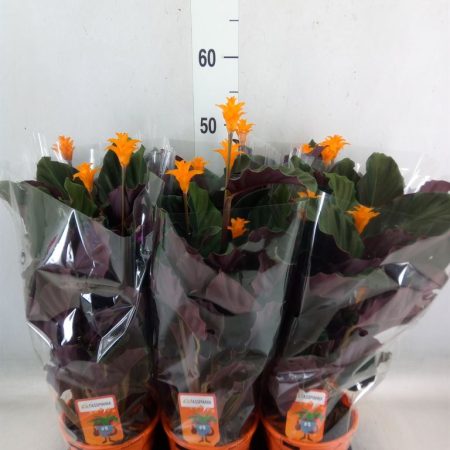 Calathea Croata- Sáfrányos Zebralevél (Tassmania) 14/40cm