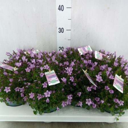 Campanula- Harangvirág (Ambella Pink) 11/25cm