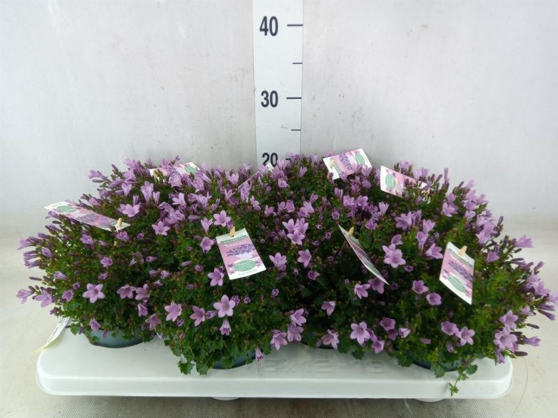 Campanula- Harangvirág (Ambella Pink) 11/25cm