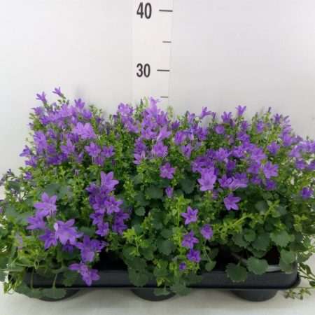 Campanula- Harangvirág (Blueone) 10,5/20cm