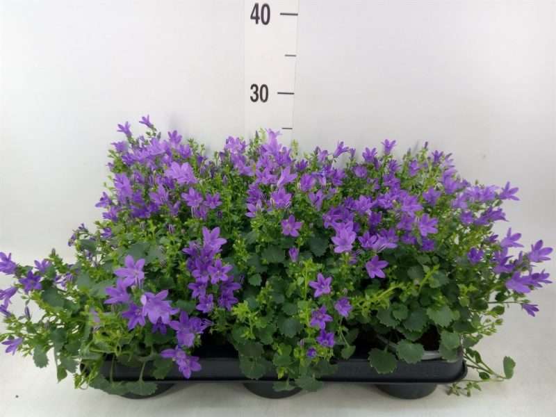 Campanula- Harangvirág (Blueone) 10,5/20cm