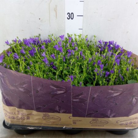 Campanula- Harangvirág (Blueone) 11/20cm