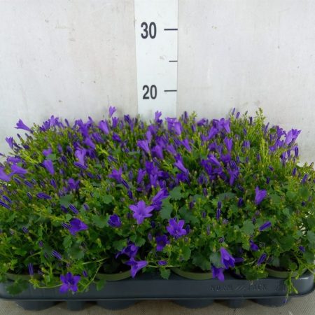 Campanula- Harangvirág (Get Mee) 10,5/20cm