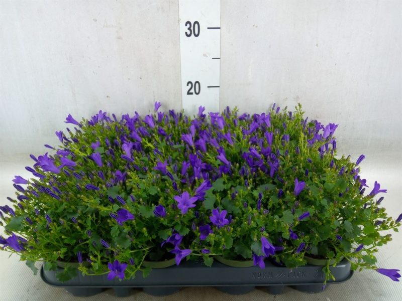 Campanula- Harangvirág (Get Mee) 10,5/20cm
