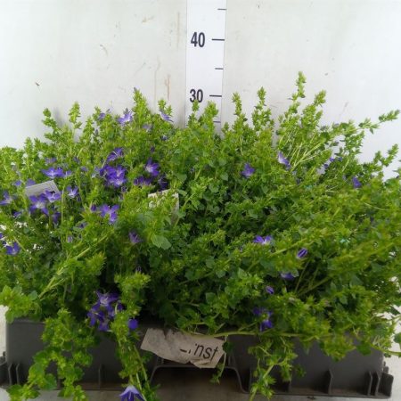 Campanula- Harangvirág (Adansa Purple) 11/20cm